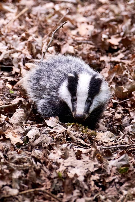 Badger Watching in Warwickshire — Luke Bennett Photography