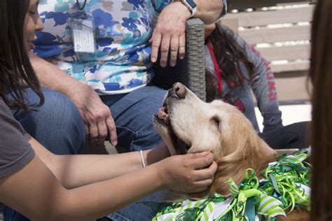 Therapy dogs used to rescue stress with midterms on mind – The Sundial