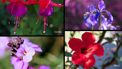 Quattro fiori... dal passato per farli rivivere nel nostro giardino ...