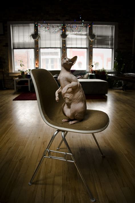 Sphynx on Behance