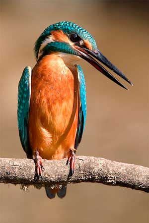 зимородок_zimorodok | Aves, Aves exóticas, Aves pajaros