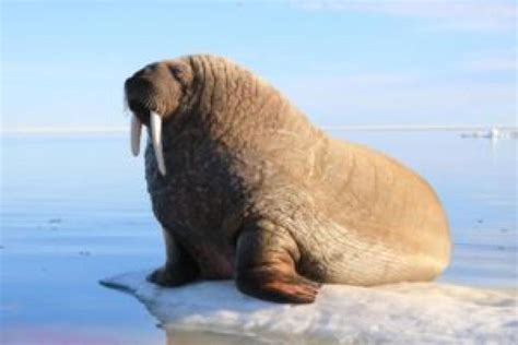 Igloo Tourism and Outfitting | Destination Nunavut
