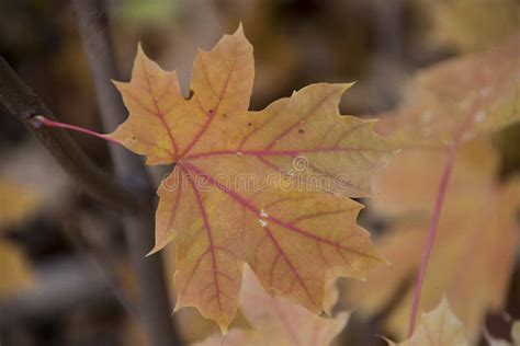 multi coloured leaf  nice details stock photo image  time