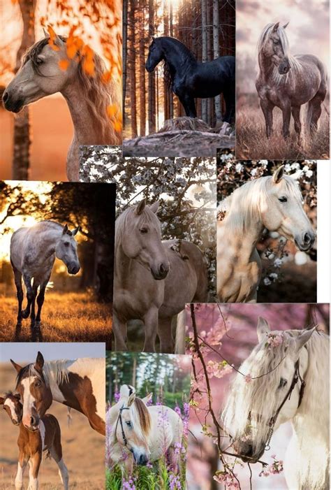 Horse Aesthetic Wallpapers · 190+ Backgrounds 🐴