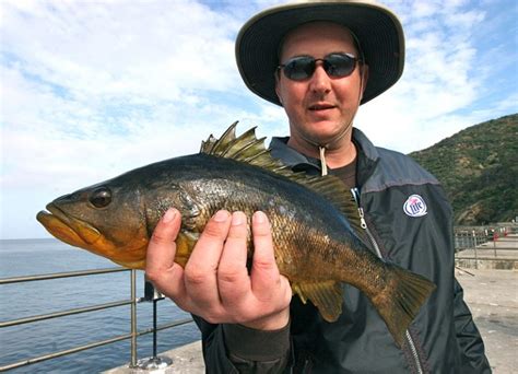 Kelp Bass - Pier Fishing in California