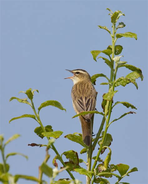 Sedge warbler.jpg | Focus on Photography