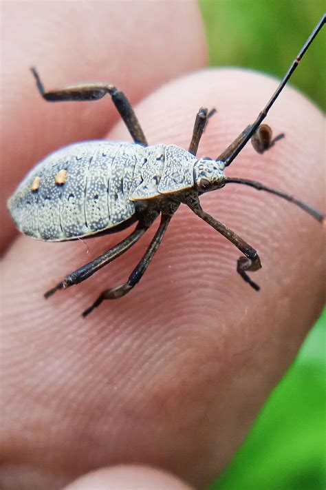 control squash bugs   easy organic methods