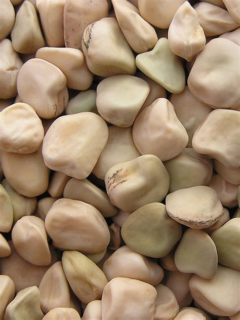 Чина посевная (Lathyrus Sativus)