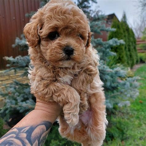 Мальтипу Maltipoo