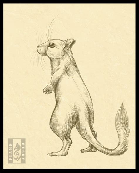 Mongolian Gerbil by Husgryph on DeviantArt