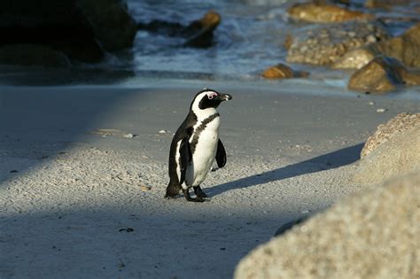 🔥 [40+] African Penguin Wallpapers | WallpaperSafari
