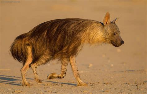 A brown Hyena at Kgalagadi Transfrontier Park, Kalahari Desert, South Africa. Brown hyenas ...