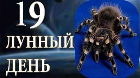 19 лунный день. – SJAI Astrochoice
