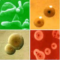 Микоплазма и микоплазмоз - Mycoplasma - Симптомы микоплазмоза ...