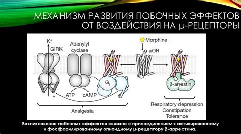 Эндогенные опиоиды и рецепторы - презентация онлайн