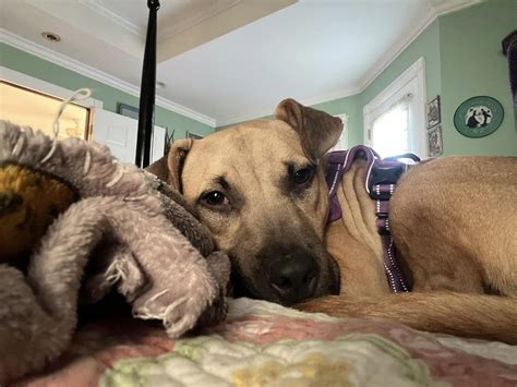 May 7, 2024 Pets of the Week