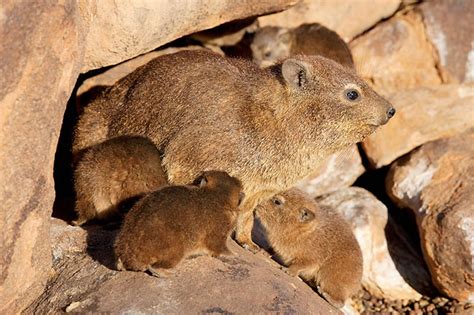 procavia - Animal Stock Photos - Kimballstock