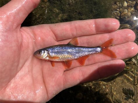 Redfin shiner 🔥 : r/MicroFishing