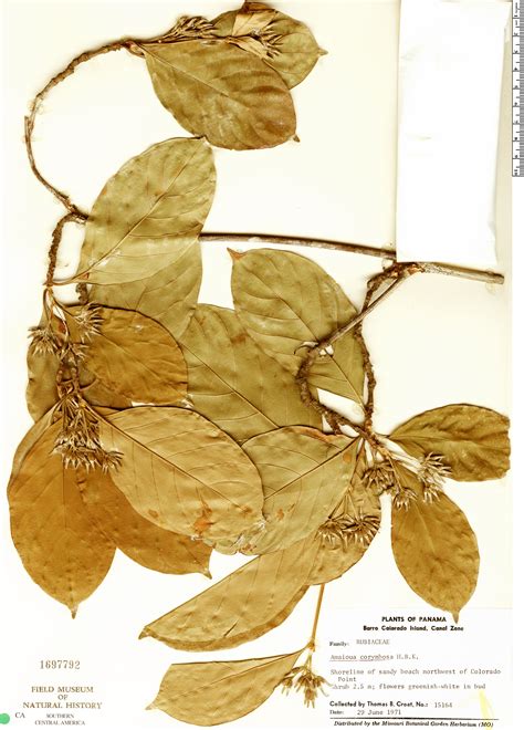 Amaioua glomerulata | Rapid Reference | The Field Museum