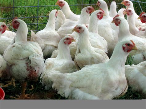 Hranidba pilića i nesilica | AgroPortal.hr