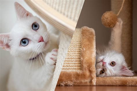 Кошкин дом. Когтеточка для кошек, или как спасти хозяйскую мебель