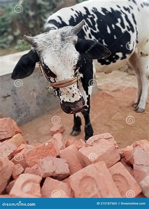 Cow in the village stock image. Image of horse, goat - 215187565
