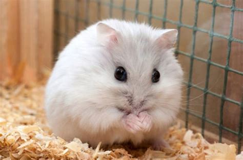Hình nền chuột Hamster dễ thương, cute và đẹp nhất