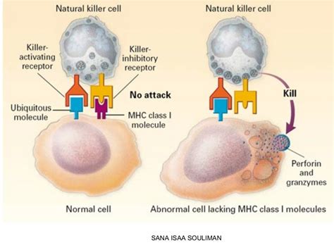 Natural killer cells