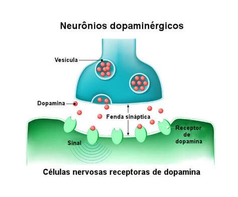 O Que A Dopamina Faz - Dopamina: o que é, características, função e efeitos