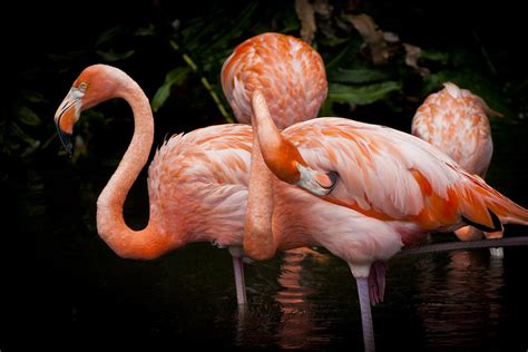 Flamingo Photograph by Andrea Floyd - Fine Art America