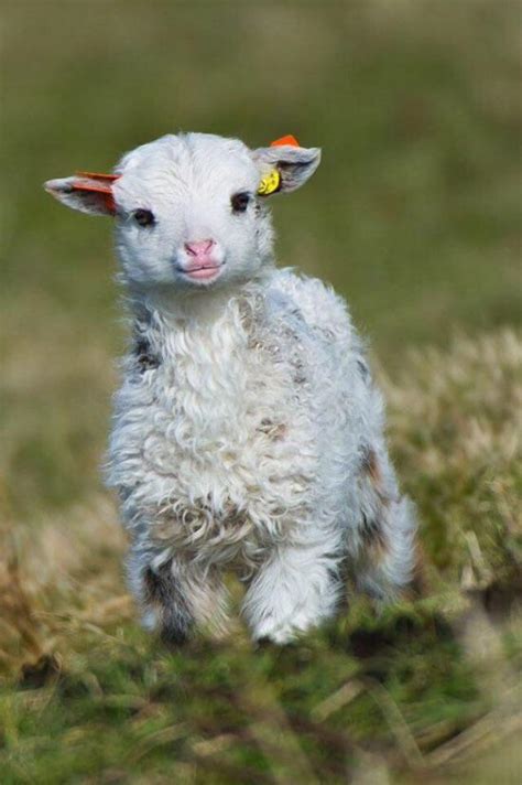 Cute baby lamb : r/Eyebleach