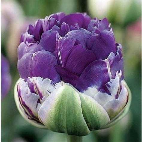 ТЮЛЬПАНЫ СОРТ ПЛОМБИР | Plantas bonsai, Plantas, Tulipanes
