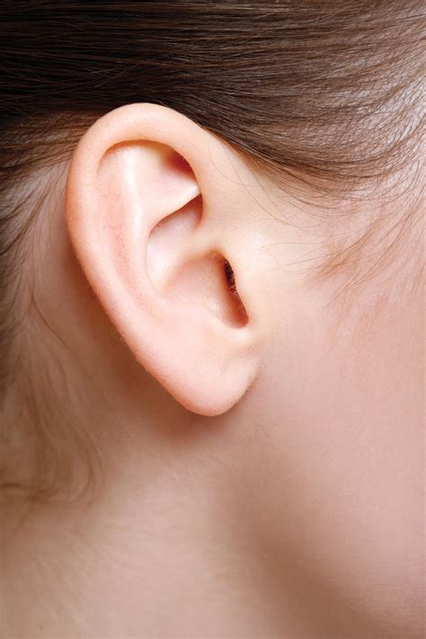 Ear - JungleKey.fr Image