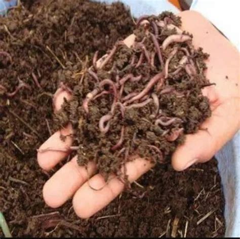 Lumbricus Rubellus at Rs 400/kg | New Items in Shajapur | ID: 23344948455