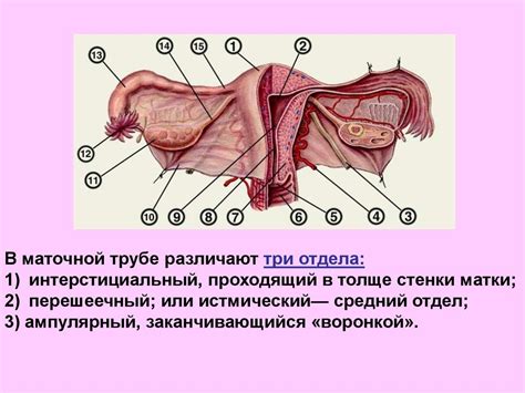 Анатомия и физиология женских половых органов - презентация онлайн