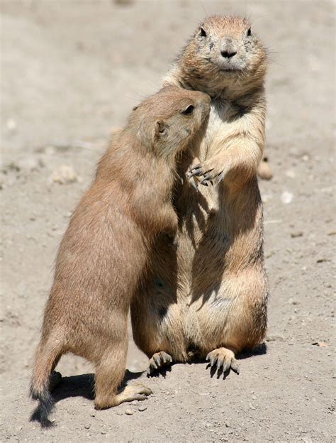 gopher learn  nature