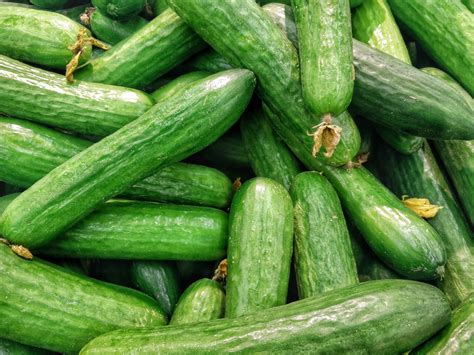 Cucumbers: Planting, Growing and Harvesting Cucumber Plants | The Old Farmer's Almanac