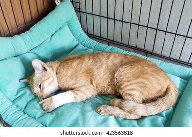 35 Cat Iv Fluid Therapy Royalty-Free Photos and Stock Images | Shutterstock