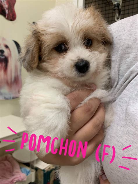New puppies are available at 1:00 today! - Pet World Hampton
