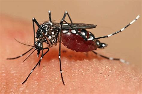mosquito life cycle in hindi - Catina Graff