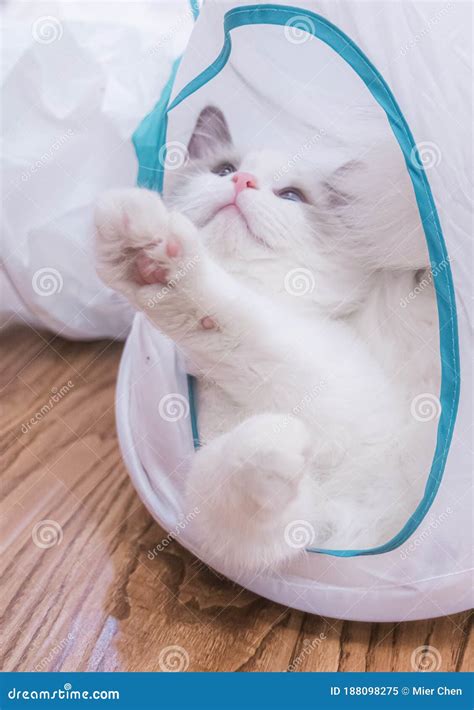 Kitten Need A Hug