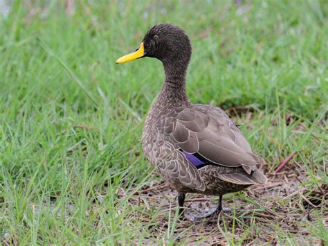 Yellow-Billed Duck - Profile | Traits | Facts | Habitat | Breeding ...