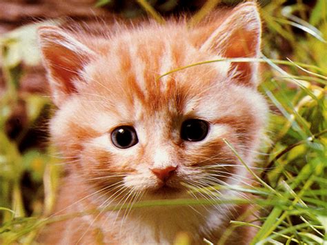 Foto De Gato Fofo - Fotos De Gato Fofos - FDPLEARN