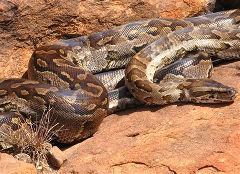 buy african rock python setup