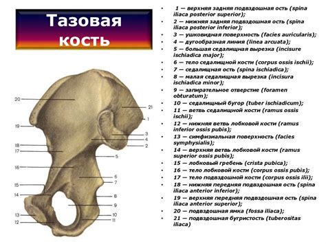 Кости конечностей - презентация онлайн