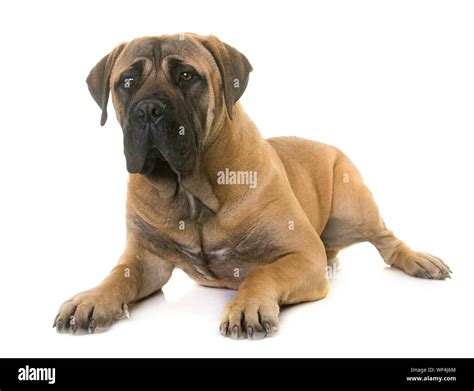 Bull background hi-res stock photography and images - Alamy