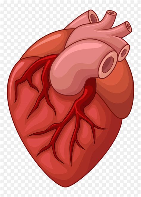 Human heart vector PNG - Similar PNG