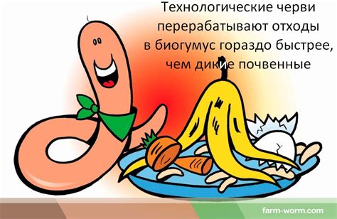 Способы использования вермикомпоста - Диптера