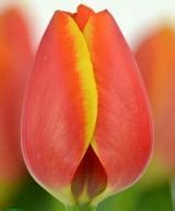 Worlds Fire ® | Tulip | Jan de Wit en Zonen B.V.