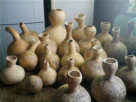 Лагенария или бутылочная тыква. Полезные свойства. Как вырастить ...